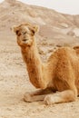 Picturesque desert dromedary camel lying on sand and looking into camera.