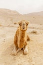 Picturesque desert dromedary camel lying on sand and looking into camera. Royalty Free Stock Photo