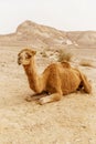 Picturesque desert dromedary camel lying on sand