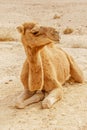 Picturesque desert dromedary camel lying on sand. Summer sahara travel Royalty Free Stock Photo