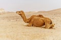 Picturesque desert dromedary camel lying on sand Royalty Free Stock Photo