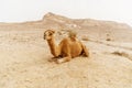 Picturesque desert dromedary camel lying on sand