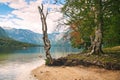 Dry tree on teh shore of lake Bohinj