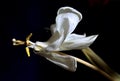 Picturesque dry white tulip flower with yellow stamens on black background. Royalty Free Stock Photo