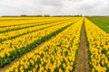 Picturesque Dutch landscape in springtime Royalty Free Stock Photo