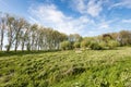 Picturesque Dutch rural landscape in spring Royalty Free Stock Photo