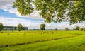 Picturesque Dutch rural landscape in the summer season Royalty Free Stock Photo