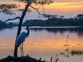 picturesque egret overseeing Tissa Lake in dusk, Sri Lanka