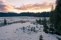 Picturesque evening panorama of forest marsh covered with snow.