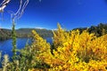 picturesque and exotic landscapes of lake and mountains with blue sky and yellow flowers in spring, san martin de los andes. Royalty Free Stock Photo