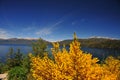 picturesque and exotic landscapes of lake and mountains with blue sky and yellow flowers in spring, san martin de los andes. Royalty Free Stock Photo