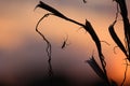 Picturesque fairy sunrise over a misty meadow in summer evening.A common garden spider hanging from the roof of a green house at Royalty Free Stock Photo