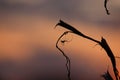 Picturesque fairy sunrise over a misty meadow in summer morning Royalty Free Stock Photo