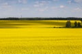A picturesque field of blooming yellow rapeseed against the background of the sky and forest