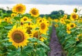 A picturesque field of a blossoming sunflower at sunset.