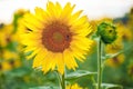 A picturesque field of a blossoming sunflower at sunset.