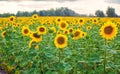 A picturesque field of a blossoming sunflower at sunset. Grain harvest in summer