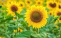 A picturesque field of a blossoming sunflower at sunset. Grain harvest in summer