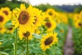 A picturesque field of a blossoming sunflower at sunset. Grain harvest in summer