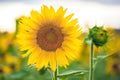 A picturesque field of a blossoming sunflower at sunset.