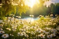 A picturesque field filled with beautiful white daisies underneath a golden sun, A lively spring meadow filled with daisies and Royalty Free Stock Photo