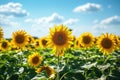 A picturesque field filled with vibrant sunflowers stretching towards the blue sky, A wide expansive sunflower field under a clear Royalty Free Stock Photo