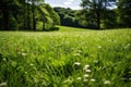 Picturesque field of green grass adorned with delicate white flowers. Captures beauty of nature in serene setting. Perfe