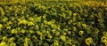 A picturesque field of sunflowers aerial view. A farm field on a hot summer day, landscape Royalty Free Stock Photo