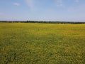 A picturesque field of sunflowers under a blue sky, aerial view. A farm field on a hot summer day, landscape Royalty Free Stock Photo