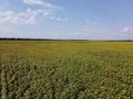 A picturesque field of sunflowers under a blue sky, aerial view. A farm field on a hot summer day, landscape Royalty Free Stock Photo