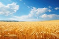 A picturesque field of wheat stretches towards the horizon under a vibrant blue sky with fluffy white clouds, Golden wheat field Royalty Free Stock Photo