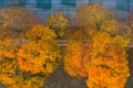 Red yellow maples in the field. Aerial view. Picturesque flat landscape with composition from top to down.