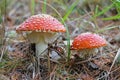 Picturesque fly agaric mushroom in the forest, close-up. Amanita muscaria. Royalty Free Stock Photo