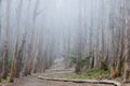 Picturesque Footpath Crossing Eucalyptus Grove AKA Lovers` Lane