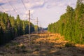 A picturesque forest clearing with power poles stretching into the distance Royalty Free Stock Photo