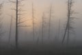 Picturesque forest in fog at sunrise Royalty Free Stock Photo