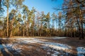 Picturesque forest lawn at early spring morning Royalty Free Stock Photo