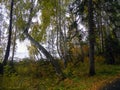 Picturesque forest near the pond. Fog in the distance. Birch trees, aspen trees, yellow leaves Royalty Free Stock Photo