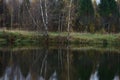 Picturesque forest on the river bank. Birch grove, green grass, thick firs and pines. The array is reflected Royalty Free Stock Photo