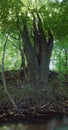 Picturesque forest river with massive trees on the banks of the afternoon in the summer Royalty Free Stock Photo