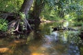 Picturesque forest river with massive trees on the banks of the afternoon in the summer Royalty Free Stock Photo