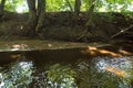 Picturesque forest river with massive trees on the banks of the afternoon in the summer Royalty Free Stock Photo