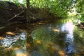 Picturesque forest river with massive trees on the banks of the afternoon in the summer Royalty Free Stock Photo