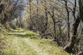 Picturesque forest road