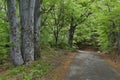 Picturesque forest and road