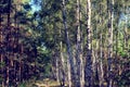 Picturesque forest for walks and jogs. Pine and birch trees in the forest. Royalty Free Stock Photo