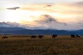 Mountains horse graze sunset autumn Royalty Free Stock Photo