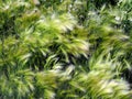 Picturesque grass barley maned with the Latin name Hordeum jubatum Royalty Free Stock Photo