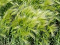 Picturesque grass with a long shiny pile of barley maned with the Latin name of Hordeum jubatum Royalty Free Stock Photo