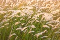 Picturesque grass flowers field on summer dusk Royalty Free Stock Photo